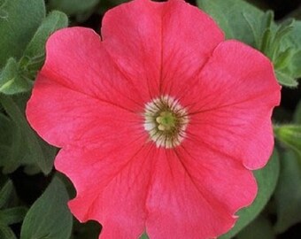 Petunia Seeds Petunia Explorer Coral 25 Pelleted Seeds