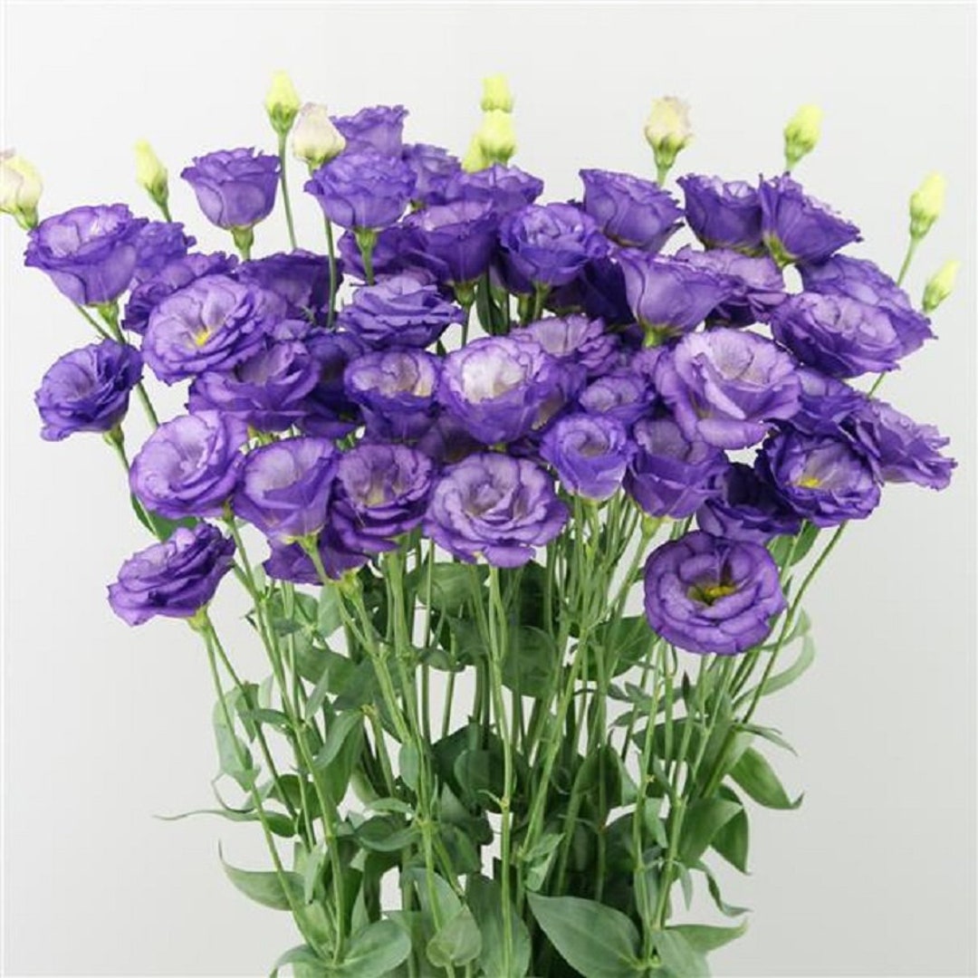 25 Pelleted Lisianthus Seeds Lisianthus Arosa 3 Sky Blue Flower Seed