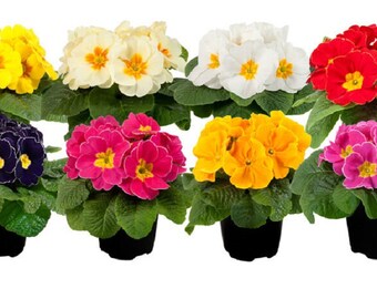 Primula Seeds Paradiso Late Mix 50 Primrose Seeds