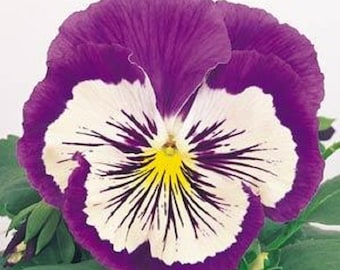Pansy Seeds Pansy Whiskers Purple White 25 Seeds Viola Seeds
