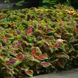 BIN#2R9D5 Coleus Kong Salmon Pink 100 Pelleted Seeds Bulk Coleus Seeds