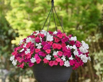 50 Impatiens Seeds Beacon Pearl Island Mix Walleriana Flower Seeds Elegant Flowers