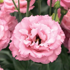 May include: A bouquet of pink lisianthus flowers with green buds. The flowers are in full bloom and have a delicate, ruffled appearance.