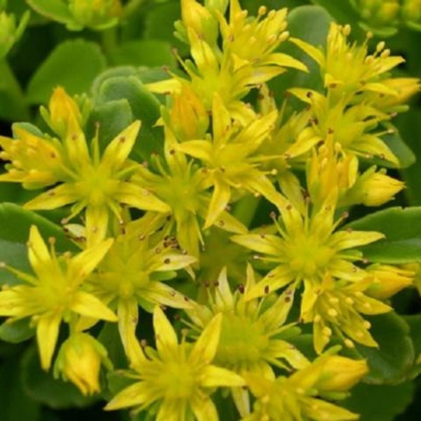 500 Seeds Sedum Golden Carpet Succulent Seed GARDEN SEEDS