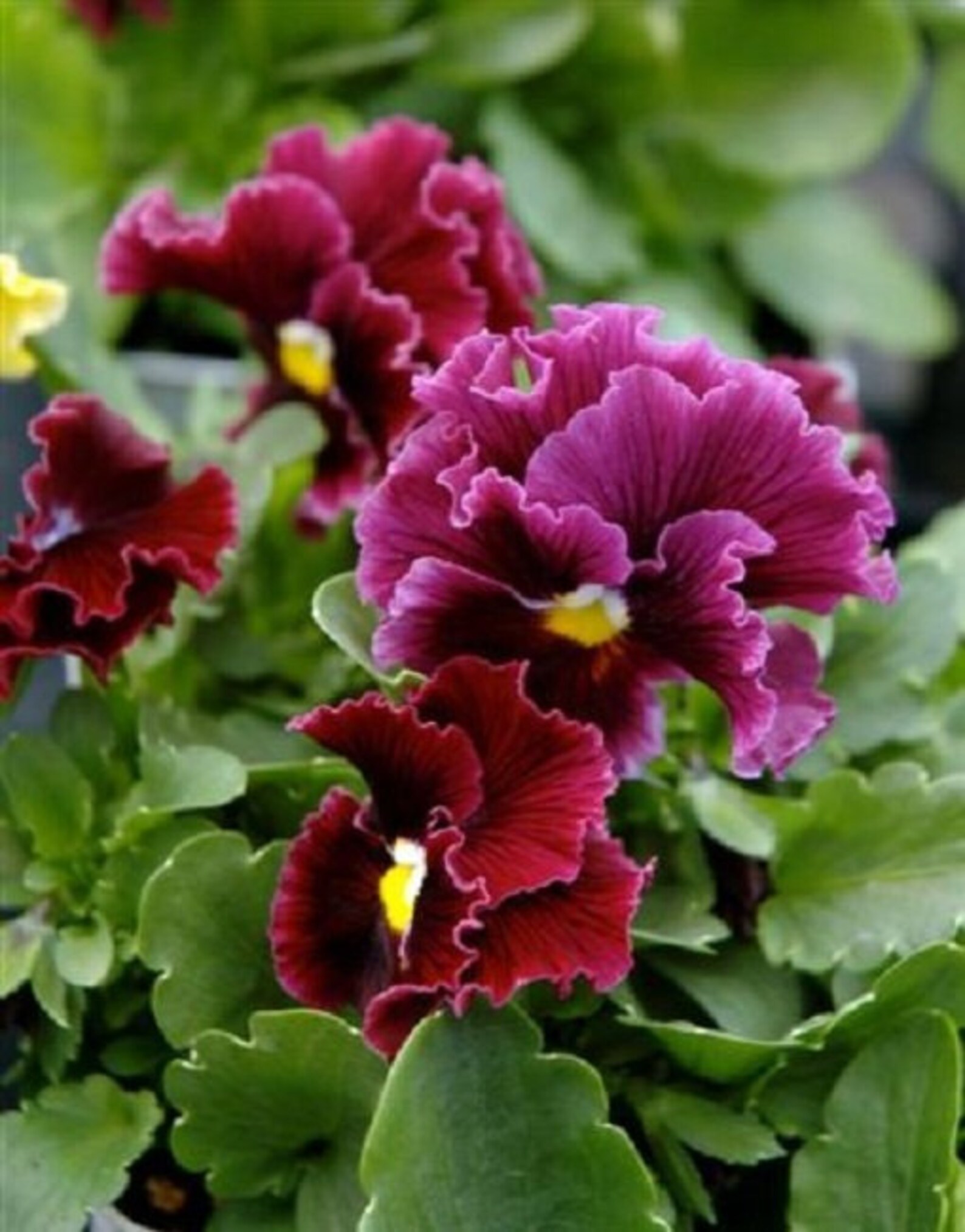 Pansy Seeds Frizzle Sizzle Raspberry 25 Thru 500 Seeds you Etsy