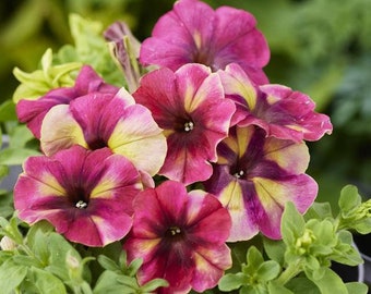 Flower Seeds 50 Pelleted Petunia Seeds Shake Raspberry