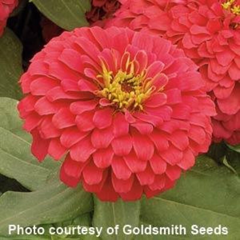 Vivid Rare Zinnia Seeds Landscape Illustration Vivid Rare Zinnia Seeds Landscape Illustration
