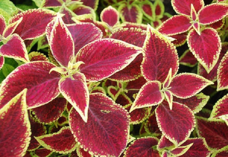 Coleus Wizard Seeds