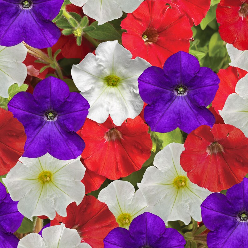 Petunia Seeds Flashforward