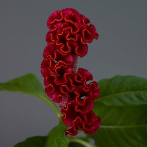 Celosia Seeds 25 Pelleted Seeds Celosia Neo Red Cut Flower Seeds