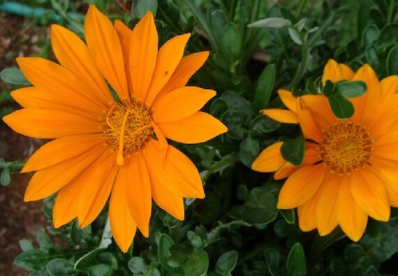 MPB#12 Gazania Seeds New Day Orange Gazania Linearis 15 Thru