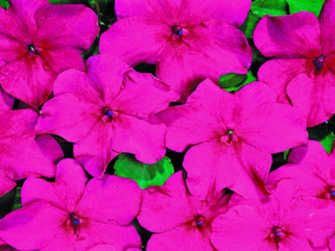 50 Impatiens Seeds Impatiens Sun and Shade Lipstick Etsy