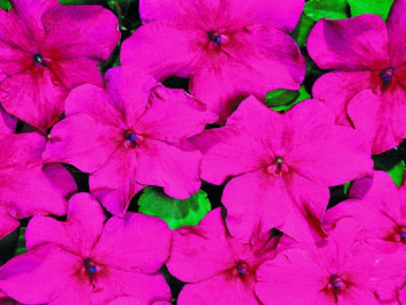 50 Impatiens Seeds Impatiens Sun and Shade Lipstick Etsy
