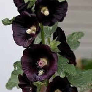 May include: A close-up of a stem of black hollyhock flowers. The flowers are a deep, dark purple color and have a velvety texture.