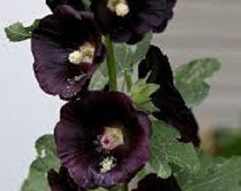 50 Seeds Hollyhock Watchman Black Hollyhock Holly Hock ( Perennial )