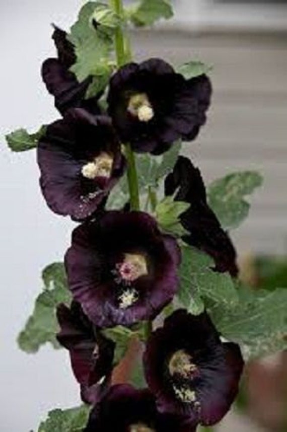 Black hollyhock discount