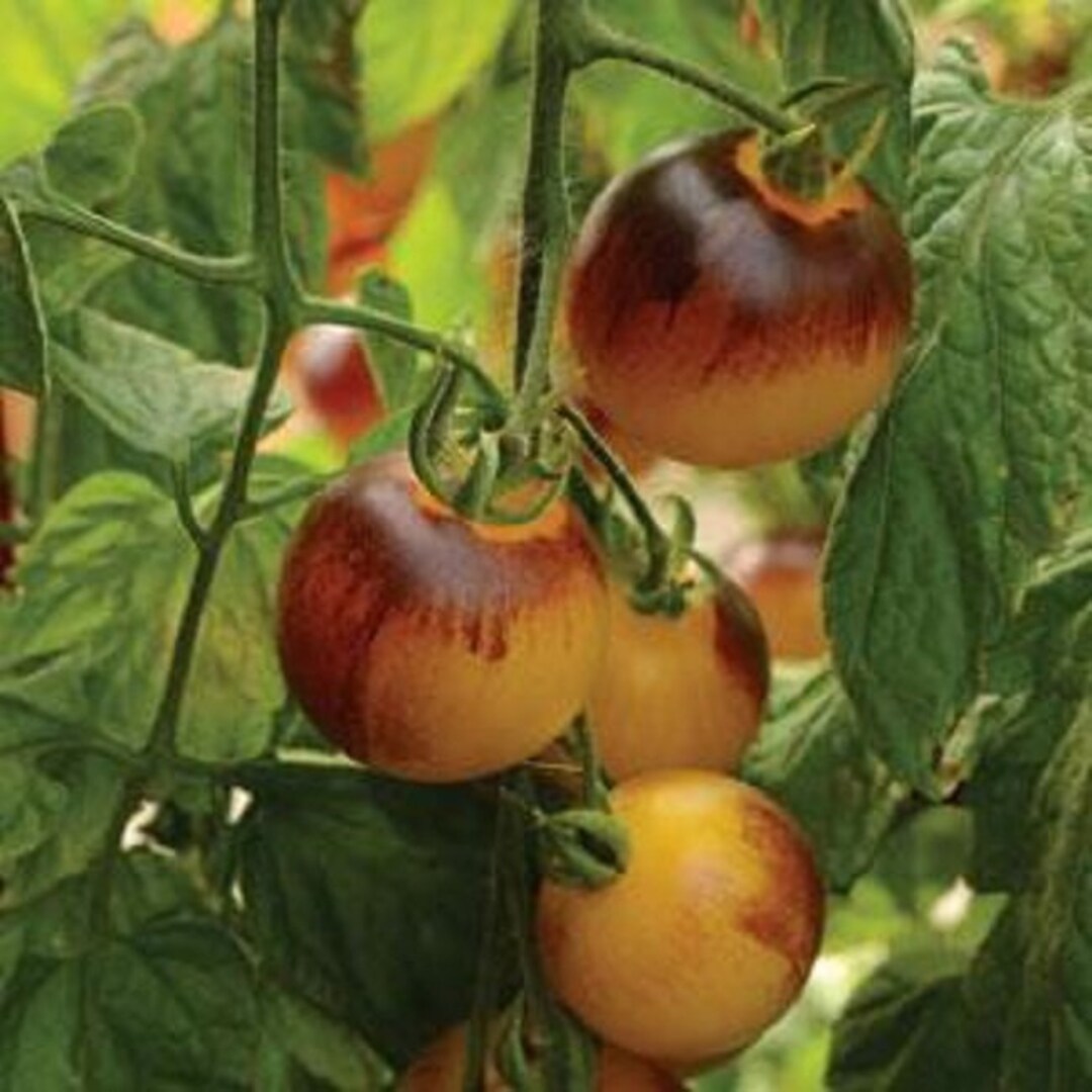 BIN2R9D8 Tomato Seeds 100 Bulk Indigo Fireball F1 Tomato Seeds Cherry