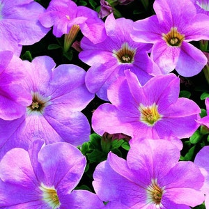 Pelleted Petunia Seeds 1,000 Bulk Seeds Candypops Blush Pink
