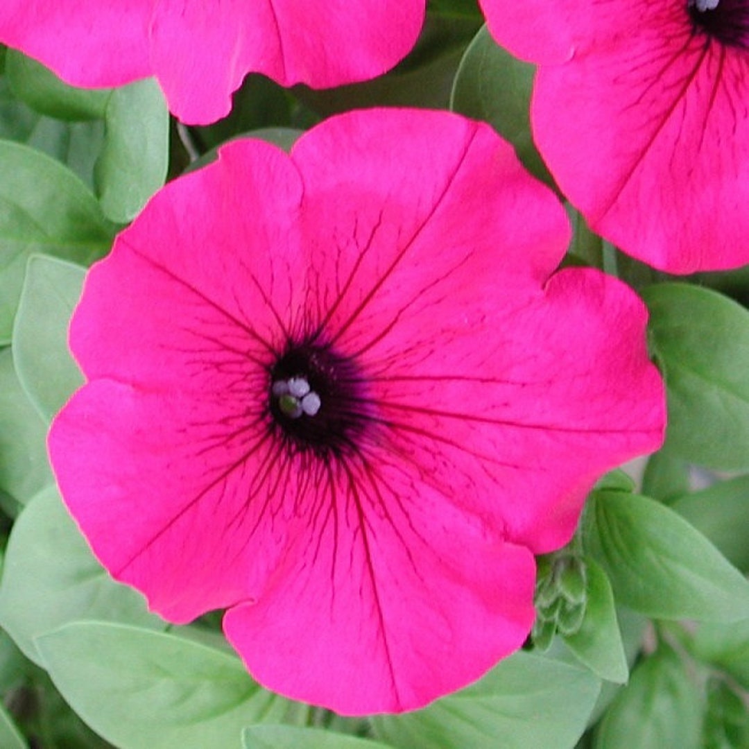 ♡ Petunia Petunia Seeds Petunia Explorer Magenta 25 Pelleted Seeds - Etsy