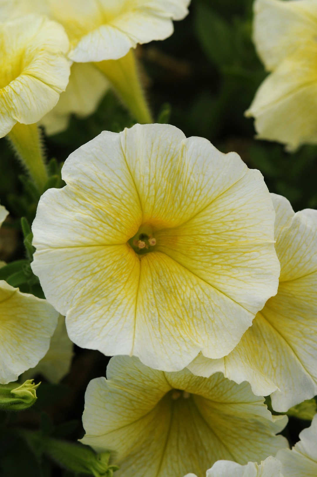 Flower Seeds Petunia Seeds E3 Easy Wave® Yellow 25 Pelleted Seeds - Etsy