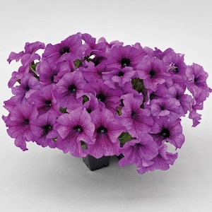 Petunia Success 360 Purple Vein 50 Pelleted Petunia Seeds Flower Seeds