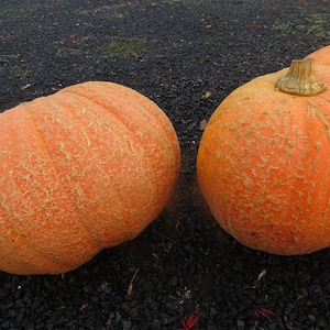 BIN#R9D3 Giant Pumpkin Seeds 25 Monster Pumpkin Seeds Large Pumpkin