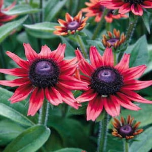 May include: Close-up of red and purple Black-Eyed Susan flowers in bloom. The flowers have a dark purple center and red petals.