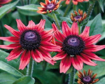 Cherry Brandy Rudbeckia Seeds 25 thru 250 Rubeckia Hitra Perennial Seeds