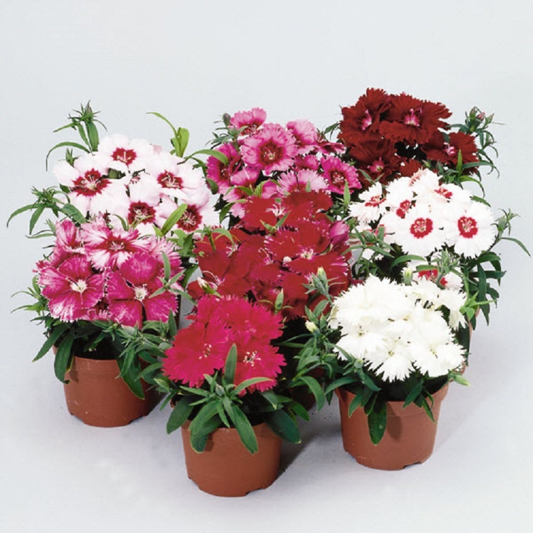 Dianthus Seeds 25 Pelleted Seeds Dianthus Diana Formula Mix - Etsy