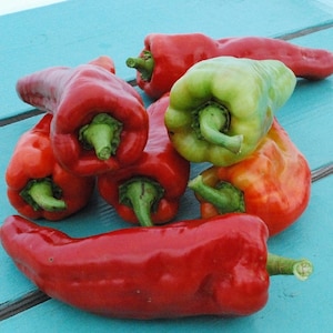 50 Pepper Seeds Giant Aconcagua Sweet Pepper Garden Seeds