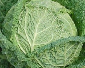 Cabbage Seeds Savoy Perfection Garden Seeds 1,000 Seeds Vegetable Seeds