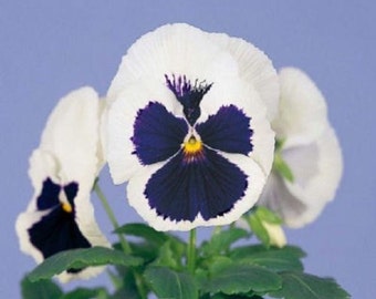 50 Seeds Pansy Majestic Giant Blue And White FLOWER SEEDS