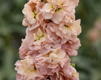 100 Stock Seeds Matthiola Column Apricot Matthiola Seeds