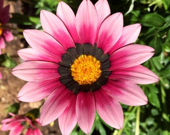 MPB#12 Gazania Seeds Garden Leader Pink 25 thru 500 Seeds Flower Seeds