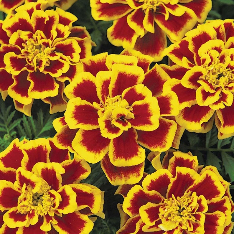 1000 Bulk Marigold Seeds Marigold Durango Bee Etsy