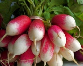 Vegetable Seeds 2,000 Radish Seeds French Breakfast