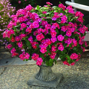 Vinca Seeds Cora Cascade Cherry 25 Seeds