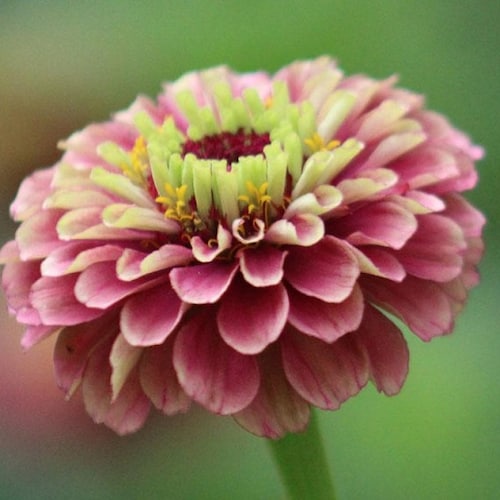 Zinnia Seeds Queeny Lime Red 25 Seeds Cut Flower Etsy