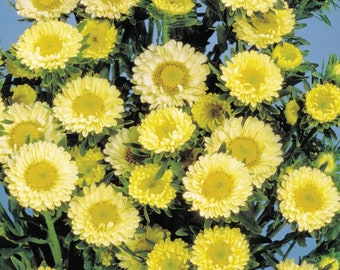 Aster Seeds Aster Matsumoto Yellow 50 Aster Seeds Flower Seeds