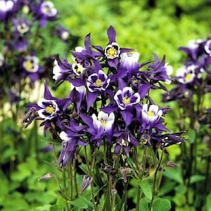 Aquilegia Seeds 25 Spring Magic Blue And White Columbine Seeds Perennial Seeds