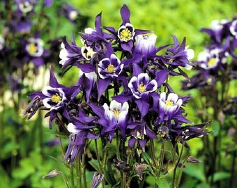 Aquilegia Seeds 25 Spring Magic Blue And White Columbine Seeds Perennial Seeds