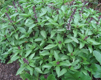 NEW 500 seeds sweet basil ocimum basillicum l.Thailand pot herb condiment โหระพา