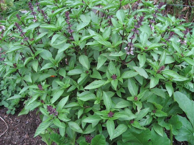Sweet Thai Basil Seeds 250 thru 5000 Seeds Heirloom Seeds Etsy