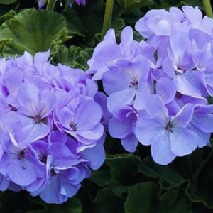 May include: A cluster of vibrant lavender geraniums with delicate petals and a soft, fuzzy texture. The flowers are in full bloom, showcasing their beauty and fragrance.