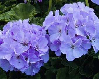 MPB#3 Geranium Seeds Maverick Quicksilver 15 Film Coated Seeds