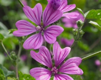 50 Seeds Malva Sylvestris Hollyhock Seeds French Mallow Hollyhock