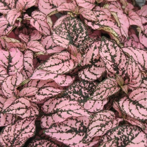 Plant Seeds 50 Hypoestes Seeds Hypoestes Confetti Pink Shade Plant