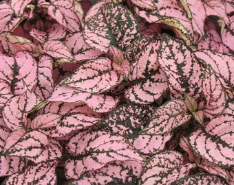 Plant Seeds 50 Hypoestes Seeds Hypoestes Confetti Pink Shade Plant