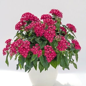 Flowers Pentas Seeds Graffiti 20/20 Lazer Pink 25 Pelleted Seeds