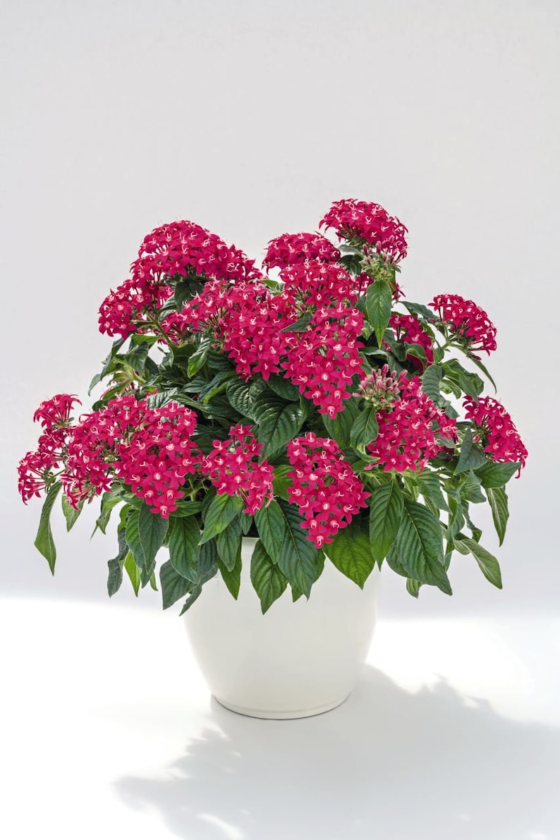 Pentas Seeds Pentas Graffiti 20/20 Lazer Pink 25 Pelleted Seeds image 1